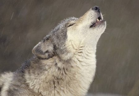 the lone Wolf - animal, winter, wolf, forest, howling