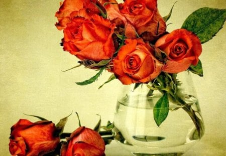 â™¥red rosesâ™¥ - nature, roses, red, beautiful