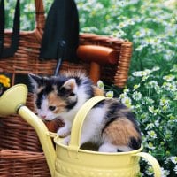 Gardening Kitten