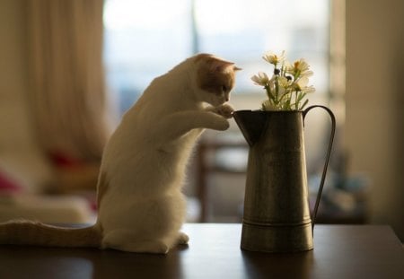 Cat - flower, cute, look, wall, cat, rest, friendsm fluffy, adorable, kitty, animals, sweet, window, pets, blanket, room, playing, home, kitten, house