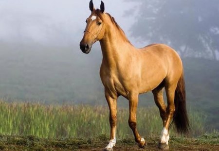 Beautiful Horse - grass, animal, horse, sky