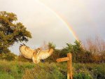 Flight To The Rainbow