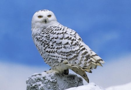 Polar Owl - owl, bird, white, polar, sky