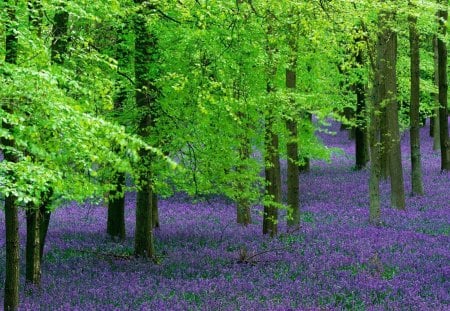 Purple Wild Flowers in the Forest - forest, purple, flowers, leaves, daylight, limbs, light, trees, nature, day, green