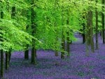 Purple Wild Flowers in the Forest