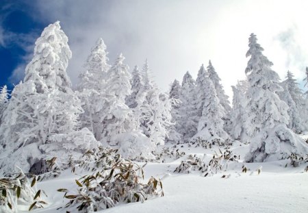 The snow forest - trees, nature, scenery, snow, forest