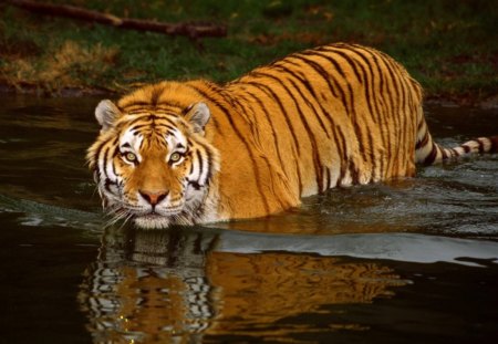 Tiger Swimming - wildlife, cub, cats, stripes, big cats, tiger, water, lion