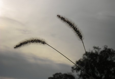 ~fall light~ - fall, sunset, macro, plants