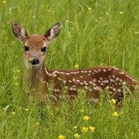 Sika deer (ciervo manchado)