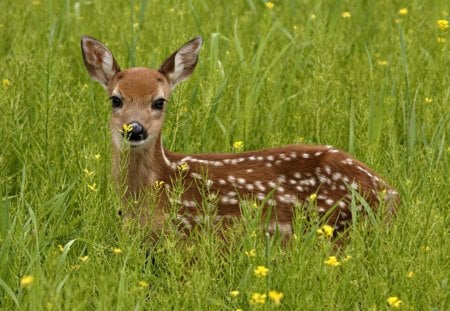 Sika deer (ciervo manchado) - manchado, ciervo, sika, deer