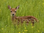 Sika deer (ciervo manchado)