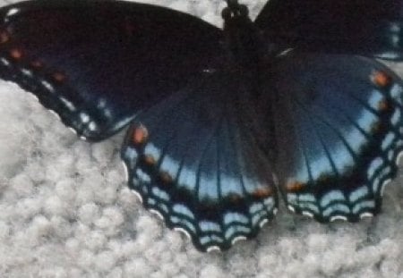 ~flutterby~ - butterfly, black, blue, delicate