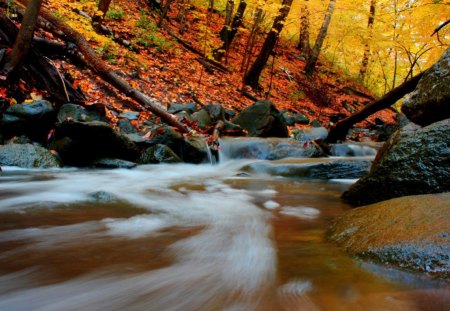 The Flow of Life - autumn, trees, forest, flow, river, rocks