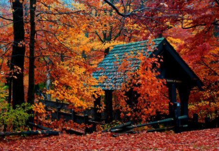 Autumn Colors - autumn, trees, colorful, foliage, serenity, nature, fall, forest, beautiful, delightful, house