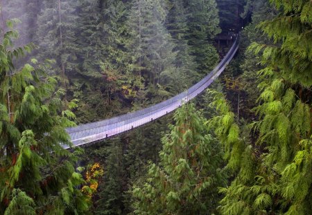 Capilano Suspension Bridge, British Columbia - suspension, british, bridge, columbia, capilano