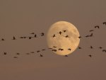 wild geese moon flight