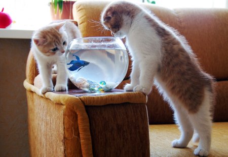 Cat - fish, cat, bowl, eat