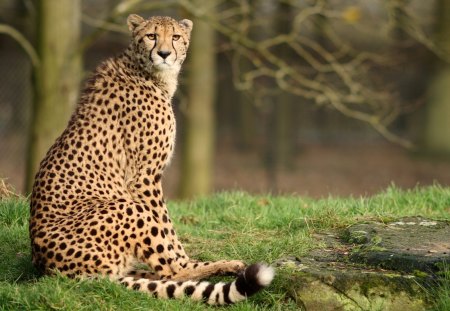 Cheetah - cheetah, fast, animal, run, forest