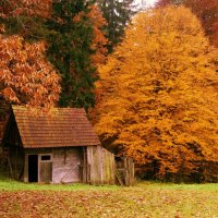 autumn in the forest