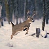 deer jumps in the snow