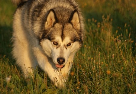 Malamute - malamute, husky, wolf, dog, grass, dogs, hd, alaskan, background, sun, wallpaper