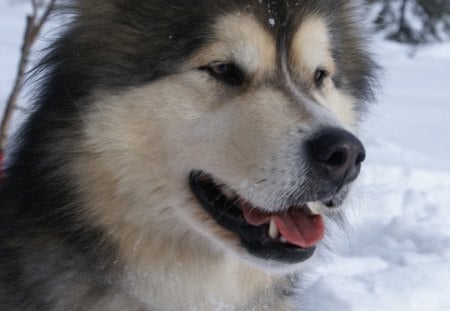 Malamute - malamute, husky, snow, dog, dogs, hd, alaskan, cute, background, wallpaper