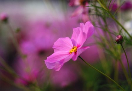 close up - flowers, kosmea, nature, pink