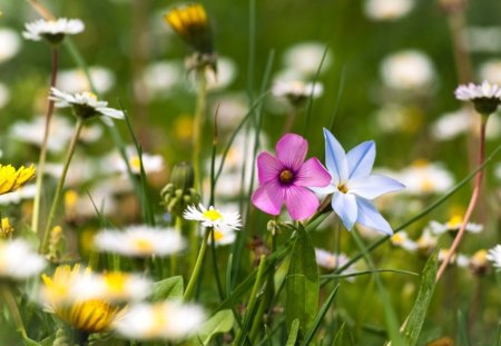 summer flowers in the field - flowers, nature, summer, fields