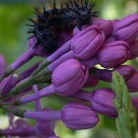 CATERPILLAR ON LILAC