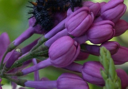 CATERPILLAR ON LILAC - grub, lilacs, caterpillar, purple