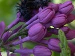 CATERPILLAR ON LILAC