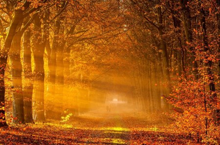 Autumn Rays - sun, road, amazing, view, romance, sunrays, landscape, light, park, nature, pathway, woods, forest, romantic, beautiful, leaves, beauty, autumn, trees, peaceful, autumn leaves, path, fantasy, walk, tree, rays, sunlight, autumn splendor, lovely, autumn colors, alley, splendor, carpt of leaves