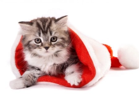 Merry Christmas - cute, christmas, kitten, red