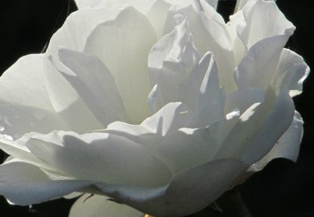 Sunlit Beauty - white, flowers, flora, roses