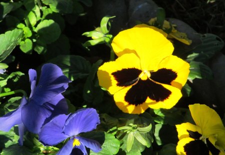 Sunny Pansies - flowers, flora, plants, pansies