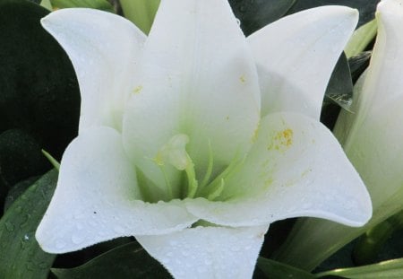 Super Lilly - flowers, petals, lillies, flora