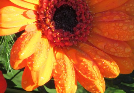 Tangerine Water - orange, flowers, flora, petals