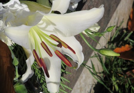 White Lilly - flowers, flora, plants, lillies