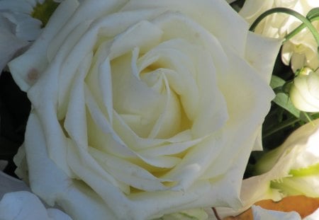 White Rose Heart