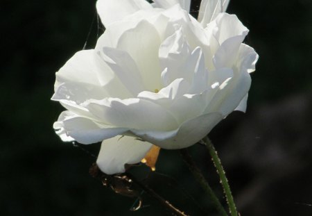 White Sun - roses, white, petals, flora