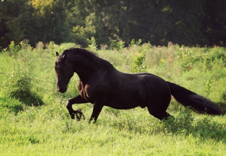 Summer Stallion - holland, black, larissa allen, keegan, horses, dutch