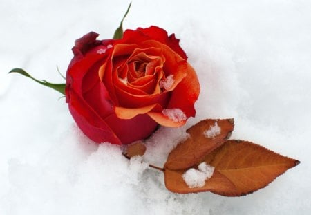 Winter Rose - red, winter, nature, rose