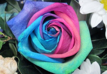 Rainbow Rose - white, red, flowers, photography, blue, green