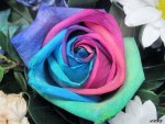 Rainbow Rose