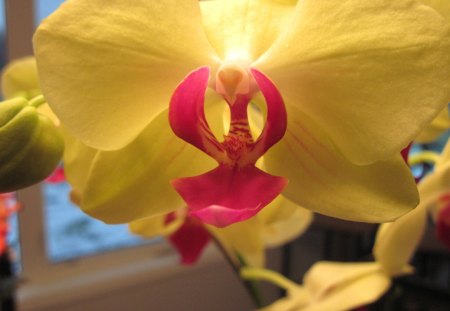 Yellow Orchid - flowers, yellow, red, photography, orchid