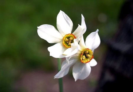 I fiori di Brosso - narciso, di primavera, inoltrata, 1