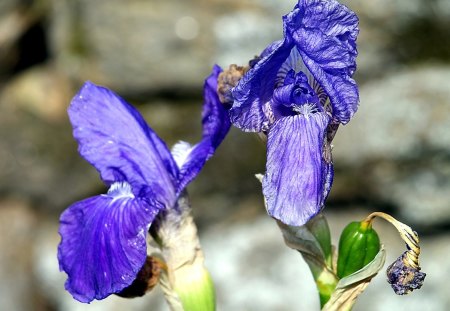 I fiori di Brosso - e fragili, bellissimi, fiori, 1