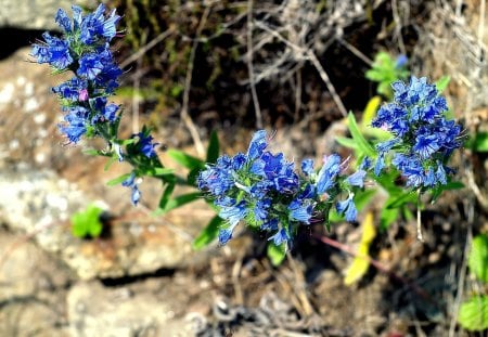 I fiori di Brosso - crescono, 1, fiori blu, le rocce, tra