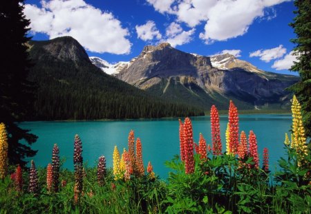 Lake with Flowers - clouds, blooms, water, mountains, sky