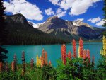 Lake with Flowers